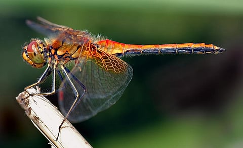 Dragonflies are not studied because they are not proxies of human psyche and society like ants and apes (Photo credit: André Karwath aka Aka, CC BY-SA 2.5) 