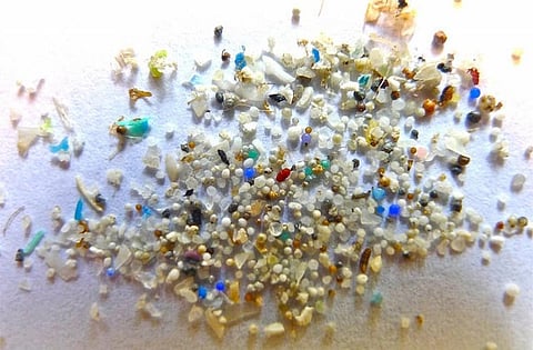 Fish reared on microplastics had reduced hatching rate and displayed abnormal behaviour
Credit: Oregon State University/Flickr