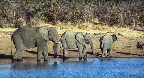 Last year, the Zimbabwe government faced scrutiny for selling elephants to China