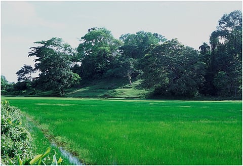 Before the 2004 tsunami, Sippighat was dominated by paddy fields. 
Credit:Sameer Ghodke