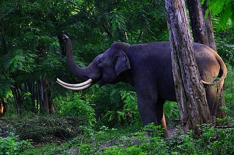 Life in the wild promotes biological diversity, which in turn, provides materials for food, clothing, medicines, papers, beverages and spices for daily use
Credit: Nagesh Jayaraman/Flickr