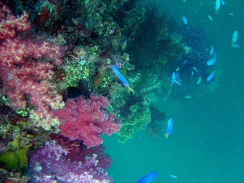 Mortality rate of the corals is on rise owing to above average ocean temperatures Credit: NOAA Photo Library / Flicker
