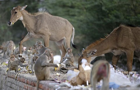 Blue bulls normally prefer open landscape and jungle of ber trees. They also travel in a group of four to 12 and have both browsing and grazing habits
Credit: Vikas Choudhary