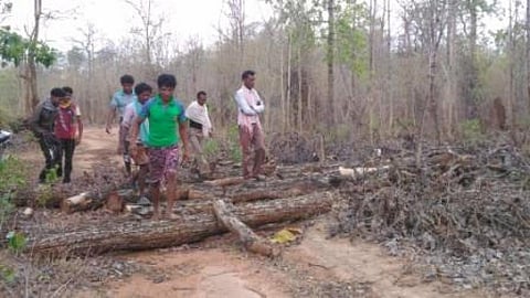 The Chattisgarh Rajya Van Vikas Nigam (CGRVVN), like most other forest development corporations in India, was created to launch an aggressive man-made forestry programme
Credit: Shruti Agarwal