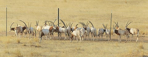 Twenty-five scimitar-horned
oryx were released in Chad's
Ouadi Rime-Ouadi Achim Game
Reserve this March (Courtesy: Sahara Conservation Fund)