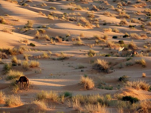 Desertification is a global threat that requires global action