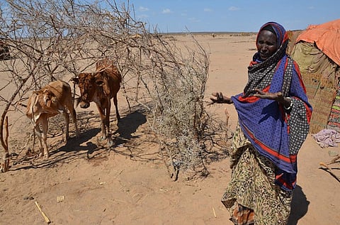 Apart from agriculture, many Ethiopian households depend on their livestock for food and income (Photo: WFP/Melese Awoke, via Flickr, CC BY-SA 2.0)