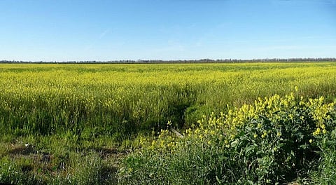 In a strongly-worded statement, the coalition alleged that “massive failures and rigged mechanisms” were adopted for research, development and testing of GM mustard
Credit: Bev Sykes/Flickr