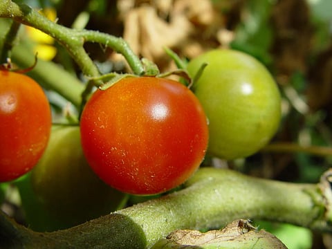 Nigeria produces about 1.5 million tonnes of tomatoes a year (Photo courtesy: Leon Brooks, via Wikimedia Commons)