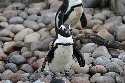 Conservationists are distressed at the death of penguins in Stony Point Credit: Mark Kent / Flicker