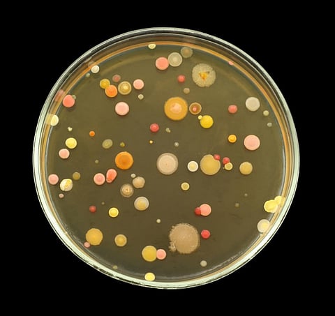 Microbes play absolutely critical roles, some negative but many positive, in virtually every part of the world around us (Credit: iStock Images)
