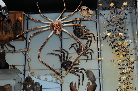 The task of describing and understanding biodiversity is far more Herculean than ever imagined Credit: Son of Groucho/ Flicker