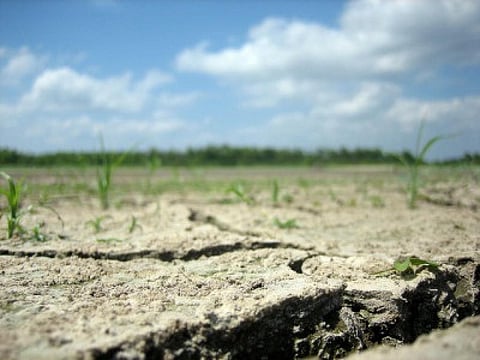 Drought can affect the agriculture sector in several ways: by reducing crop yields and productivity and by causing premature death of livestock and poultry
Credit:Beth Cortez-Neavel/Flickr