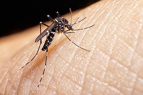 Dengue is known to spread after monsoon, but in the last couple of years, cases of the vector-borne disease have been recorded in summer as well (Photo via Creative Commons)