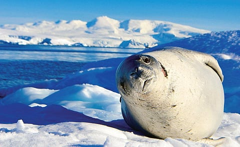 Antarctica is home to some of the most
exotic animal species on the planet such as
antarctic seal (Photos: Rohan Sood)