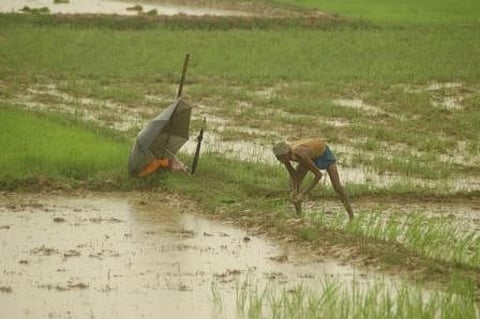 Eighty-five per cent of small and marginal farmers depend on market borrowing from money lenders at 2 per cent interest per month 
Credit: Agnimirh Basu