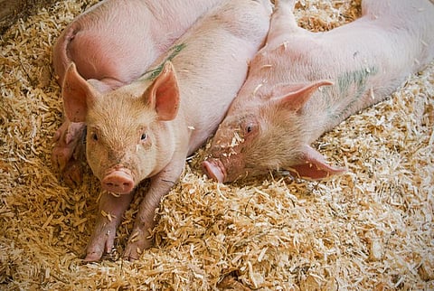 Headed by Surbhi Malhotra Kumar, a professor at the University of Antwerp, the finding comes eight months after an earlier research, which reported the first-ever mcr-1 gene responsible for resistance to colistin, isolated from pigs
Credit: liz west/Flickr