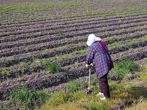 A new FAO study says that participation of women is more pronounced in activities that involve time as well as physical labour in the agriculture sector
Credit: Tamaki Sono/Flickr