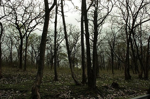 The latest report dated 2015 shows that the highest forest cover can be noted in Mizoram (88.93 per cent) followed by Lakshadweep (84.56 per cent), Andaman and Nicobar Islands (81.84 per cent) and Arunachal Pradesh (80.30 per cent)
Credit: Swaminathan/Flickr