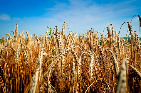 A wheat field  Credit: Flickr
