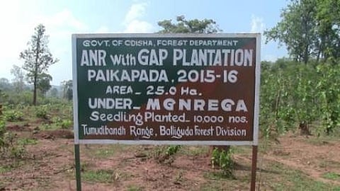 In Paikpada, village, the department has cut down Sal trees from 25 ha, which falls within the traditional boundary of the village
Credit: Laxmidhara Murmu