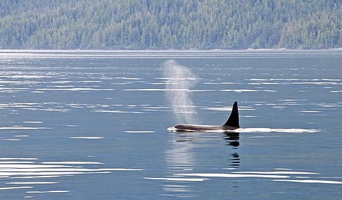 Whales swim hundreds of miles and rapidly change their depth to get away from the sound of sonar Credit: Jaime Walker/ Flicker