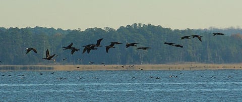 Around 25 million birds are killed every year during their regular crossing of the Mediterranean Sea Credit: Virginia State Parks/ Flicker 