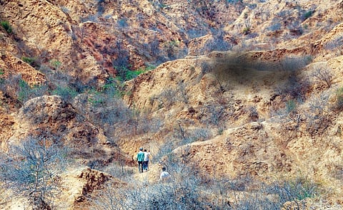 Ravines around Bhindwa
village in Morena district.
Ravines along the Chambal
river are expanding and
becoming deeper (Photo: Rakesh Nair)