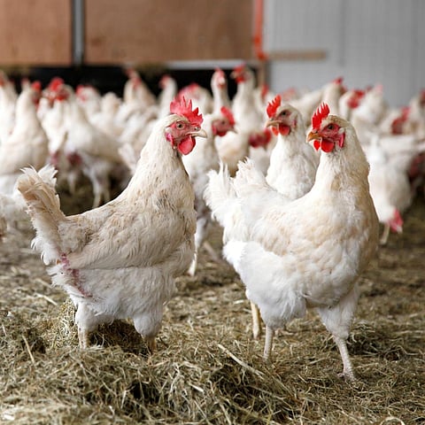 Researchers say that chicken compounds will be more effective as mosquito repellents (Credit: iStock Images) 
