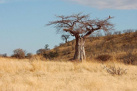 Life in drylands is precarious and to make things worse water availability in these areas is expected to decline due to changes in climate and land use
Credit: Paul Shaffner/Flickr