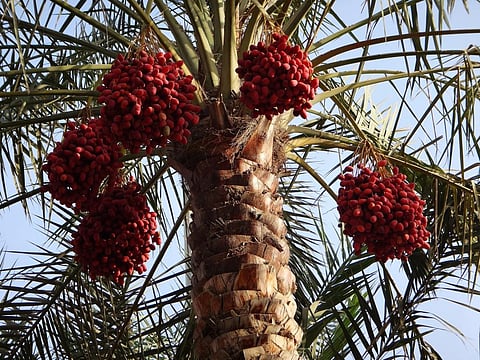 Date seeds contain small amount of oil, which can be used to remove toxins from the environment.Credit: Abdulla Al Muhairi /Flicker