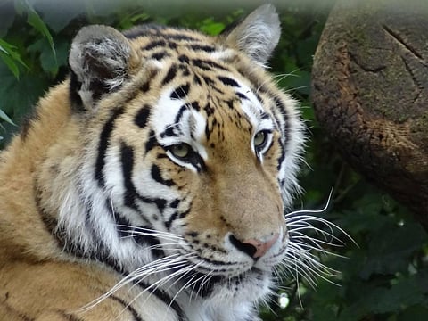 'Mission Tiger will make an emotional appeal to poachers to save the big cat'