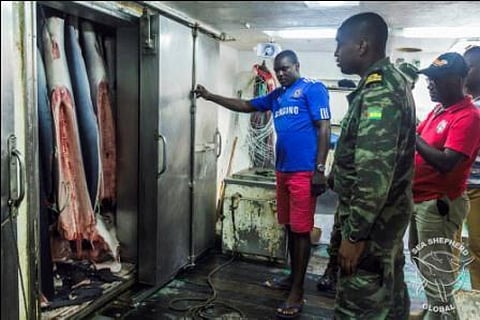 São Toméan authorities inspect fish holds on arrival in Neves
Credit: Alejandra Gimeno / Sea Shepherd Global