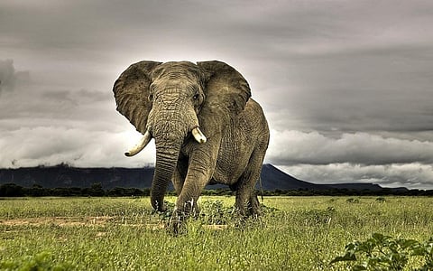 Elephant numbers across the continent declined by roughly 70,000 between 2006 and 2013
Credit:miquitos