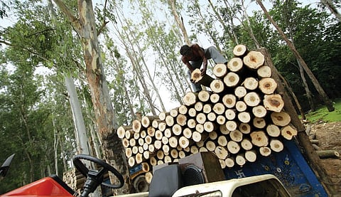 A worker unloads poplar logs at Haryana's Manakpur timber market, which is the biggest poplar market in Asia (Photo: Rakesh Nair)
