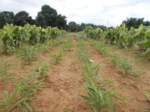 The photo shows the integrated farming of pineapple, ginger and chilli pepper with lac
Credit: author provided