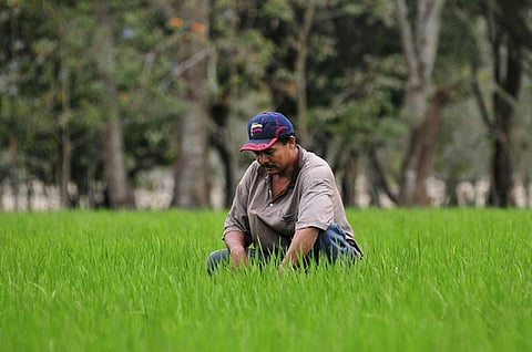 Agriculture contributes to 5 per cent of the region’s gross domestic product, 23 per cent of regional exports and employs 16 per cent of the population
Credit: Neil Palmer (CIAT)/Flickr