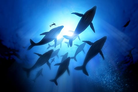 Killer whales are a dangerous predator but they pose little threat to an adult humpback whale (Credit: iStock Photos)