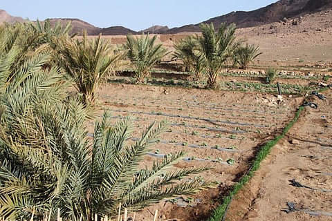 Stress-tolerance strategies that evolved in desert plants can be applied to crops in other geographies. Credit: Richard Allaway/Flicker