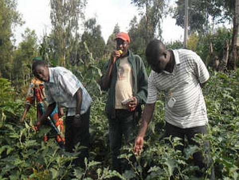 In Burundi, more than 90 per cent of the population live in rural areas and depend on agriculture and livestock for their livelihood
Credit: ©FAO/Salvator Ndabirorere
