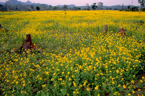 Up until 2007-08, India’s edible oil production exceeded its imports (Credit: Arvind Yadav/CSE)