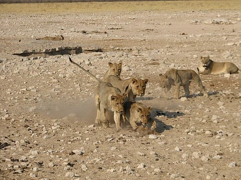 Clashes between humans and lions in a region celebrated by tourists and conservationists have encouraged significant investment in addressing human-wildlife conflict
Credit: NH53/Flickr