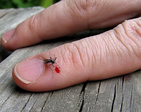 Aedes aegypti mosquito, which transmits dengue and Zika viruses, feed during the daytime when humans are out. Credit: Keith/Flicker