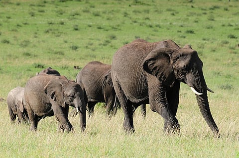 Tanzania, Mozambique, Angola and Cameroon have seen the biggest drops in elephant population. Credit: Vince Smith/Flicker