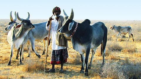 The Kankrej breed of cattle
from Gujarat is valued for both
milk and draught power (Courtesy: landscapes.org)