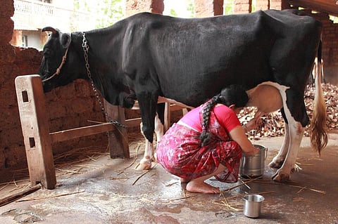 Villagers, who come in close contact with the animal, run the risk of developing high fever, joint pain and even impotency. Credit: Exploring Photography / Flicker