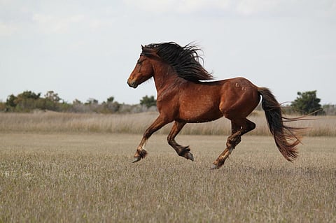 Australia has one of the largest feral horse populations on the planet, with 400,000 horses roaming the country. Credit: firelizard5/Flicker