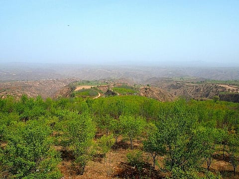 Revegetation has been practiced on the Loess Plateau since 1999 as part of the “Grain to Green” programme
Credit: Momo/Flickr