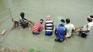 Farmers select fish for breeding at a freshwater hatchery in Hooghly. CSE found that hatchery owners in the state routinely use antibiotics to prevent
infections in fish larvae (Photographs: Rajeshwari Sinha)