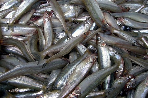 Fish scales are made of collagen nano-fibrils which are known to have piezoelectric properties (Credit: Mirko Tobias Schäfer/Flickr)